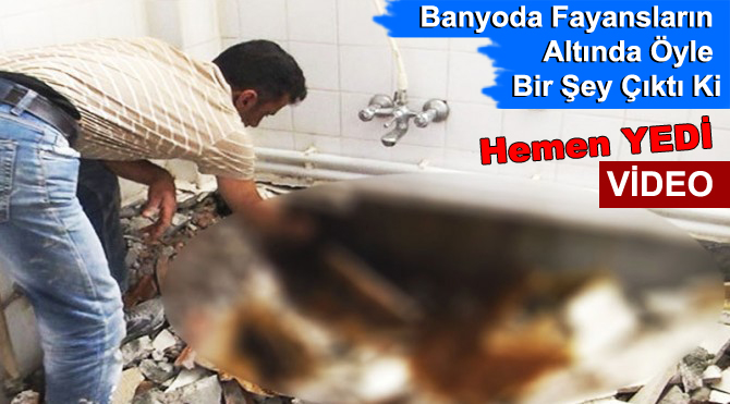 Banyo duvarından çıkan şeyi böyle yedi