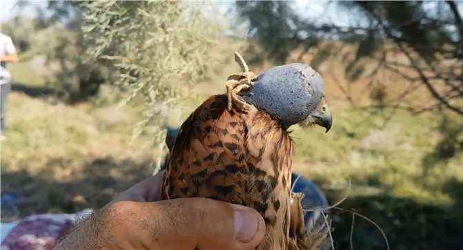 Mersin'de Suriyelilerden Kan Donduran Şahin Avcılığı