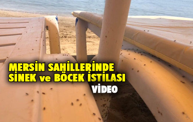 Mersin Sahillerinde Böcek ve Sinek İstialsı