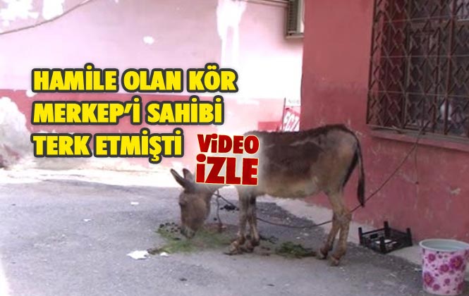 Tarsus'ta Mahalleli Sahipsiz Merkep’e Sahip Çıktı