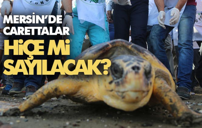 Mersin'de Caretta Carettalar Hiçe Mi Sayılacak? Yumurta Bıraktıkları Sahilde Festival Yapılacak