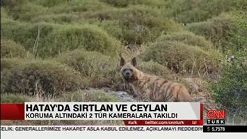 Nesli Tehlike Altında Olan Çizgili Sırtlan ve Dağ Ceylanı Hatay'da Görüntülendi...
