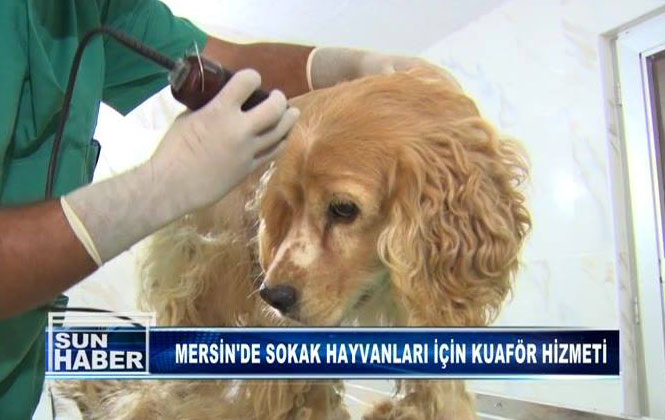 Mersin'de Sokak Hayvanları İçin Kuaför Hizmeti