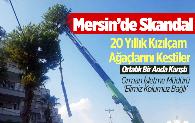 Mersin Anamur’da 20 yıllık Kızılçam Ağaçları Kesildi