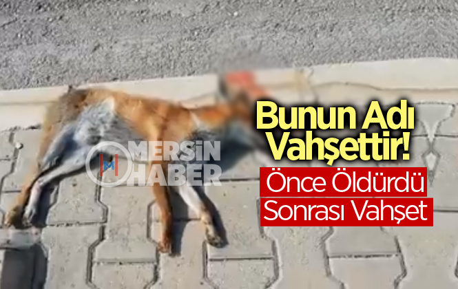 Mersin’de Arabayla Çarparak Öldürülen Tilkinin Kuyruğunu kestiler