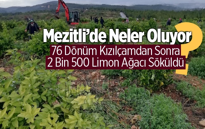 Mersin Mezitli'de 2 bin 500 Adet Limon Ağacı Söküldü