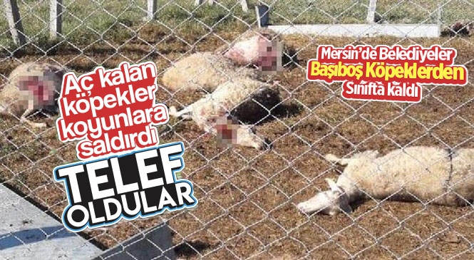 Mersin'de Başıboş Sokak Köpekleri Koyunları Parçaladı