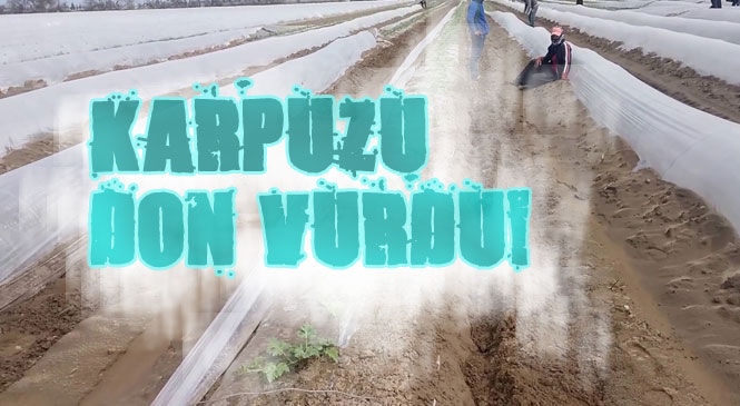 Sıcaklığın Düştüğü Günlerde Karpuz Tarlalarını Don Vurdu
