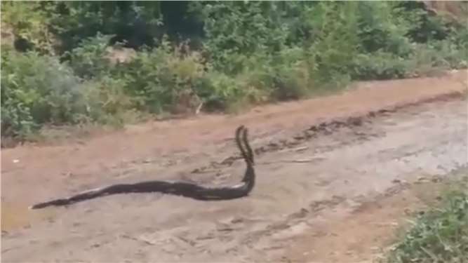 Tarsus'ta yılanların dansı