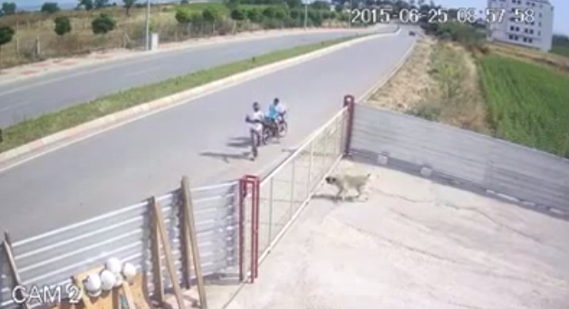 Havlayan Köpeğe Defalarca Silahla Ateş Ederek Öldüren Cani