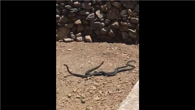 Anamur'da Yılanların Dansı Kameralara Yansıdı