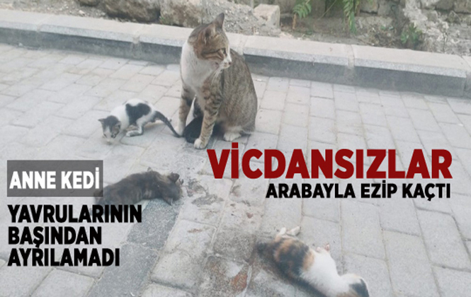 Anne kedi ölen yavrularının başından ayrılmadı